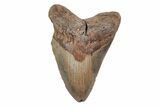 Serrated, 5.14" Fossil Megalodon Tooth - North Carolina - #201909-1